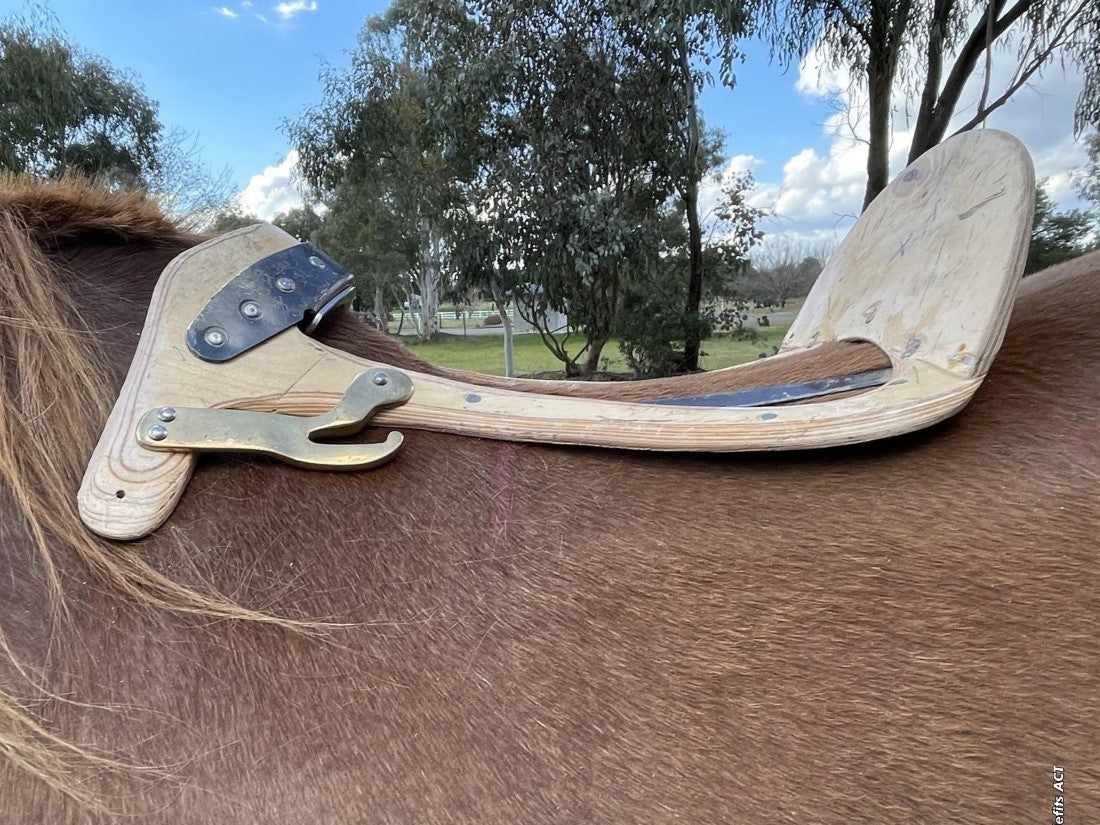 Horse back profile vs tree shape