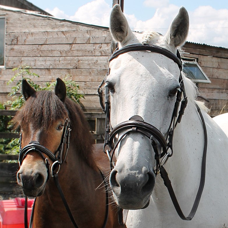 Cavaletti Collection Expression convertible bridle CLEARANCE