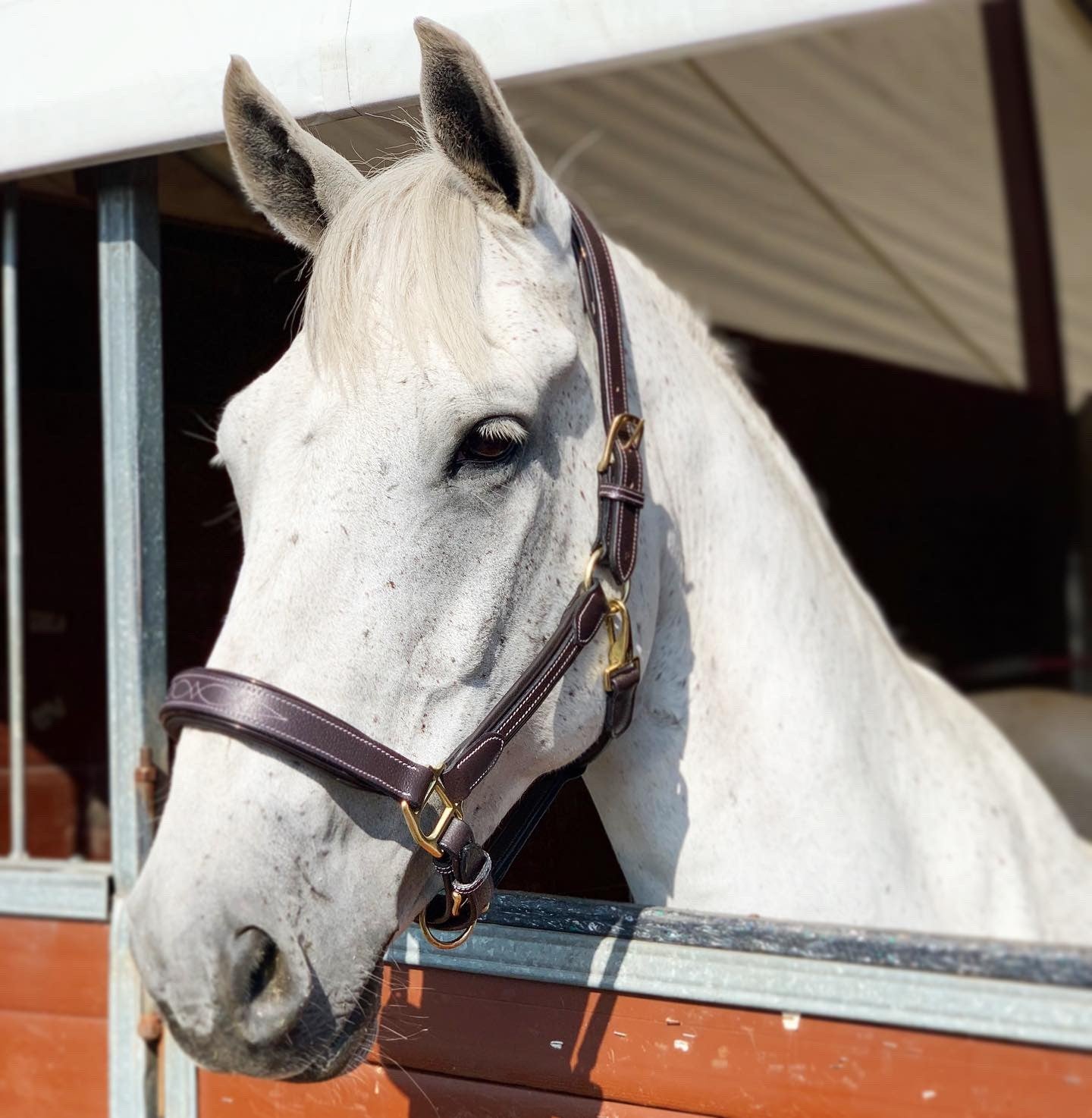 Cavaletti Collection Elise Head Collar CLEARANCE